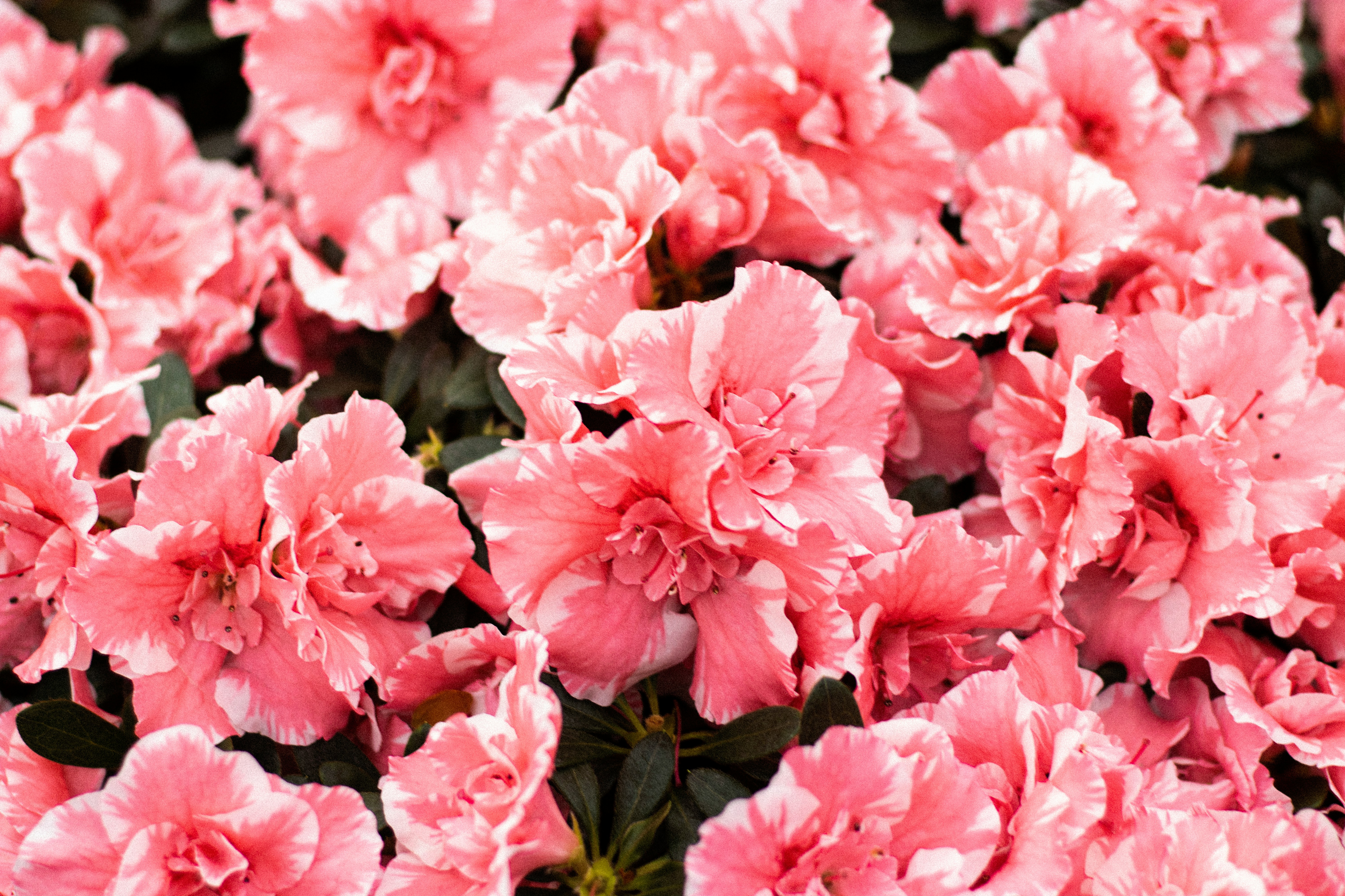 Azalea Parade