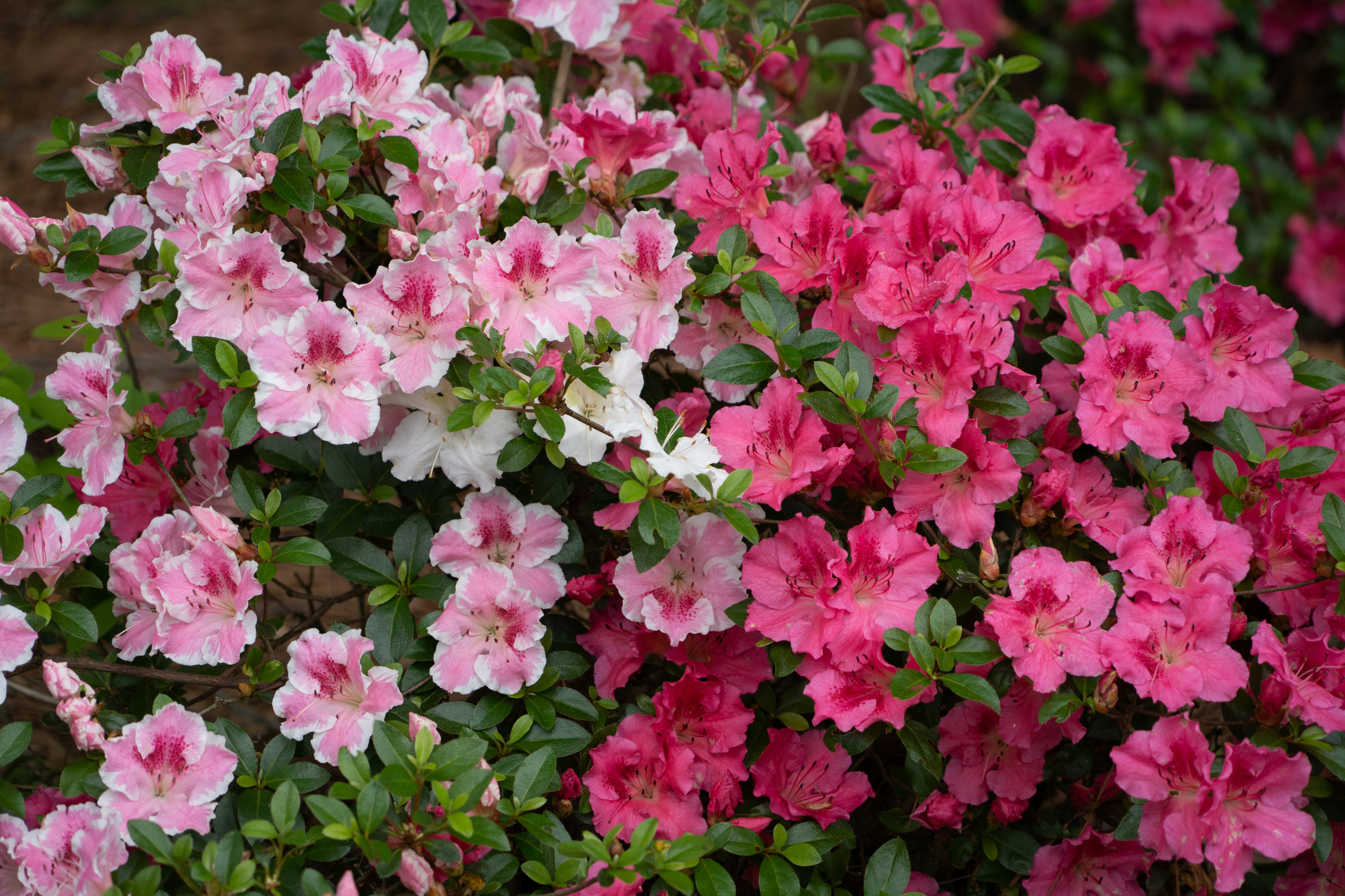 Azalea Festival